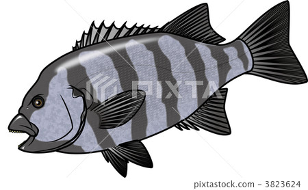 striped beakfish, parrot fish, kuchiguro 3823624