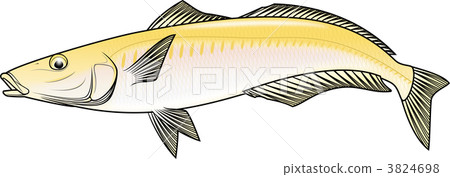 魚 鹹水魚 海水魚 3824698
