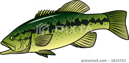 黑鱸 外來物種 路亞釣魚 3824703