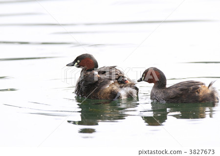 Parent and child of Kaizuburi 3827673