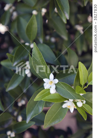Heian Jingu Shrine Tachibana flowers in the vicinity 3827830