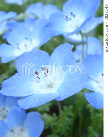Nemophila 3828149
