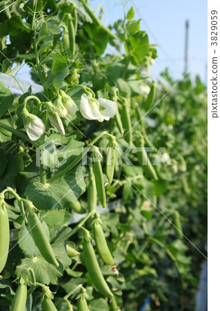 豌豆 豌豆 3829059