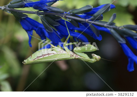 tenodera aridifolia, japanese giant mantis, dark brown 3829132