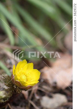 Fukuge's flower 3829172