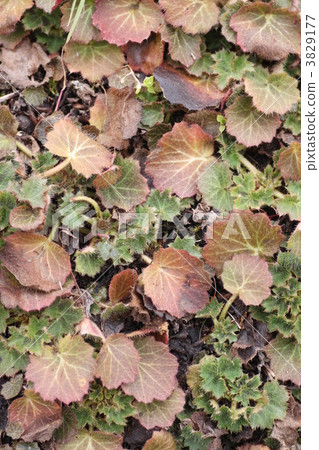 Yukinoshita leaves 3829177