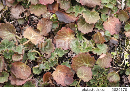 Yukinoshita leaves 3829178