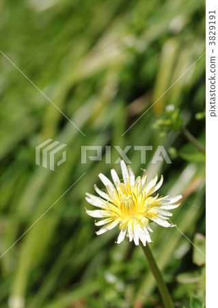 白色香蕉蒲公英 3829191