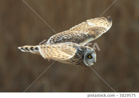 short-eared owl, migratory, migratory bird 3829575