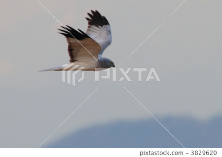 northern harrier, hawk, bird of prey 3829620