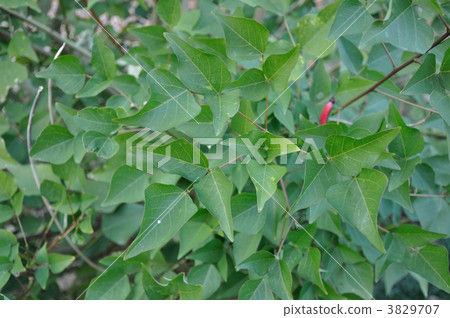 珊瑚竹葉 珊瑚竹葉 3829707