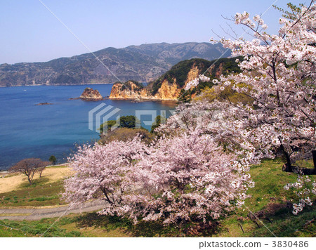 Cherry blossoms in Koganzaki 3830486