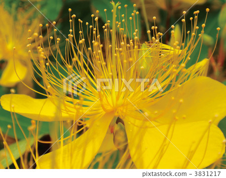 Beauty willow 3831217