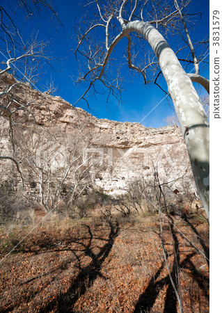 Sycamore trees Sycamore trees 3831579
