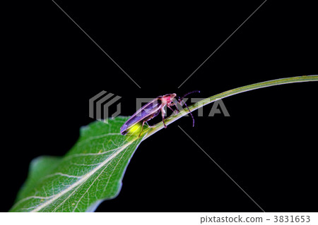 Lighting bug 3831653