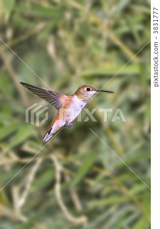 Humming bird Humming bird 3831777