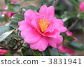 Camellia 3831941