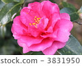 Camellia 3831950