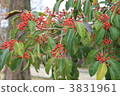 Nandina fruit　 3831961