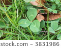 Mitsuba's Clover 3831986