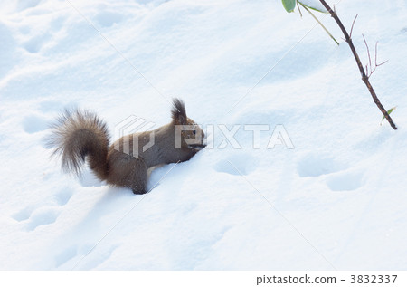 squirrel, squirrels, dig 3832337