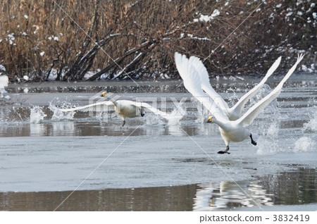 A swan running along the lake A swan running along the lake 3832419