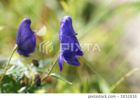 wolfsbane, Japanese aconitum, bloom 3832838