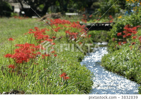 彼岸花 曼珠沙華 石蒜 3832839