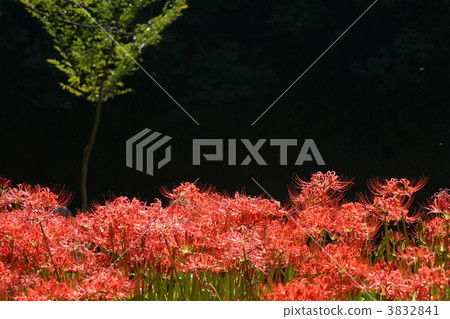 cluster amaryllis, flower garden, flower field 3832841