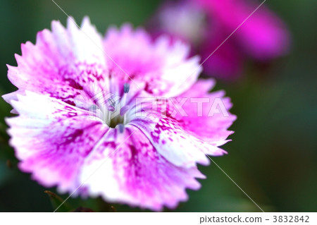 chinpink, dianthus, fringed pink 3832842