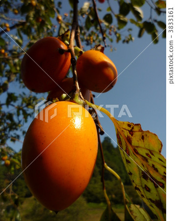 Shibu  -  kun 3833161