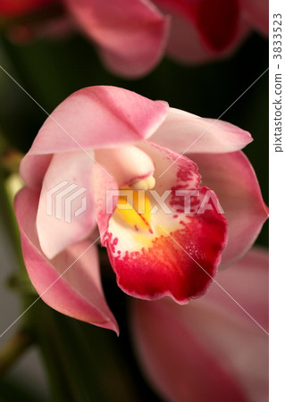 Cinnamic flower 3833523