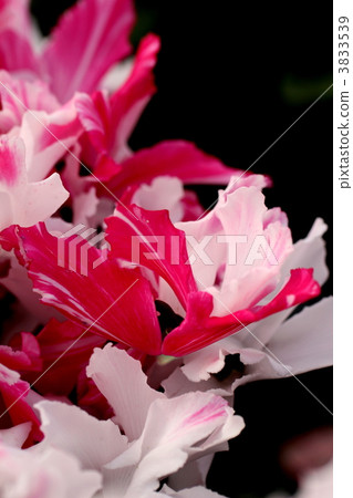 Cyclamen 3833539