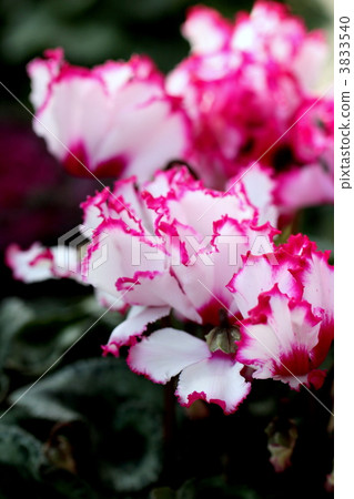 Cyclamen 3833540