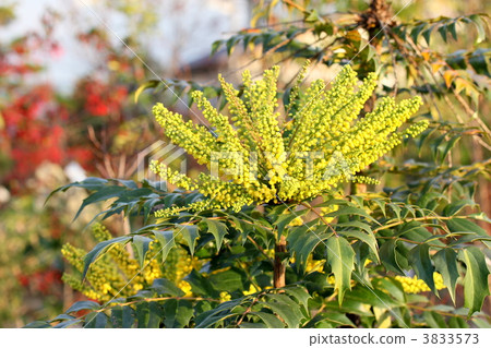 Holly flowers 3833573