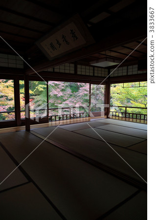 Rurikoin秋葉 Rurikoin秋葉 3833667