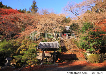 Kanzoji in autumn Kanzoji in autumn 3833671