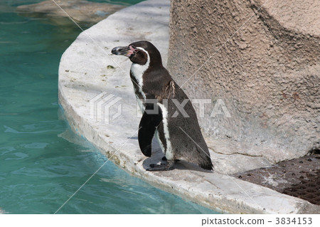 Penguin 3834153