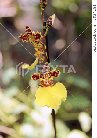 在番石榴 3834181