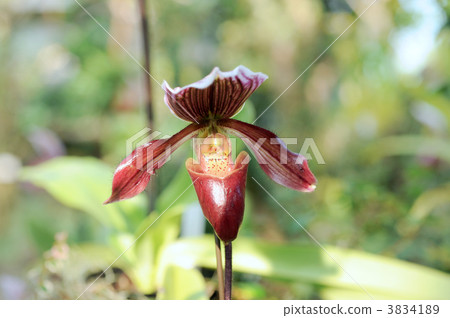 Paph. Hediram Hasslerie Saint Mary 3834189