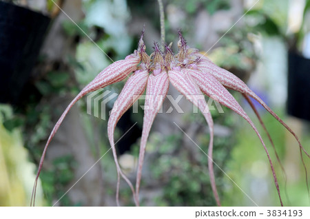 Barbofilam Elizabeth Ann 3834193