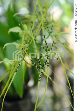 Brassia · Belcoa 3834203