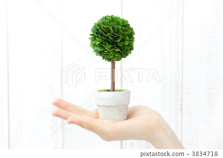 plant, vegetative, potted plants 3834718