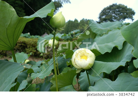 Ancient lotus Ancient lotus 3834742