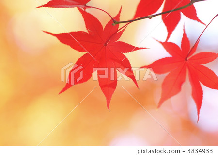 明亮的紅色留下圖像 明亮的紅色留下圖像 3834933