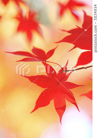 明亮的紅色留下圖像 明亮的紅色留下圖像 3834934