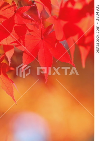 明亮的紅色留下圖像 明亮的紅色留下圖像 3834935