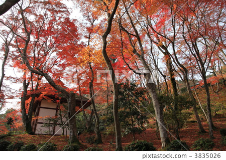 Autumn in Kyoto Sagano Temple of Nanbakuji 3835026