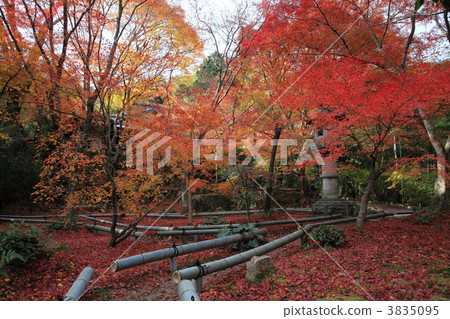 京都Sagano Naojin的秋天 3835095