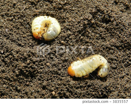 毛蟲幼蟲 3835557